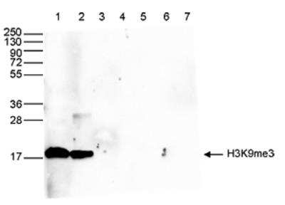 Western Blot: Histone H3 [Trimethyl Lys9] Antibody [NBP2-54612]